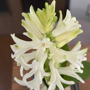 開花！,ヒヤシンス水栽培の画像