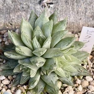 ハオルチア ピクツラータ,岐阜県,多肉男子,ハオルチア属ピクツラータ,岐阜の画像