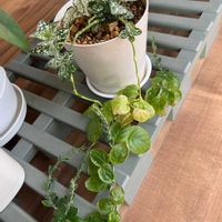 ヒポエステスの画像