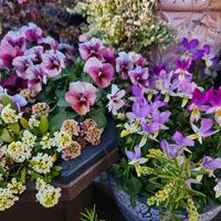 クリスマスローズ,クリスマスローズ,グレビレア,クレマチス,クレマチスの画像