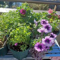 パイナップル,ペチュニア,冬越し,春が待ち遠しい,バルコニー/ベランダの画像