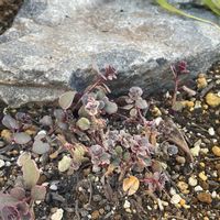 セダム,セダム トリカラー,玄関アプローチの画像