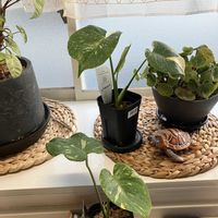 モンステラ,コメリ,草とも-w,モンステラ タイコンステレーション,草友の画像