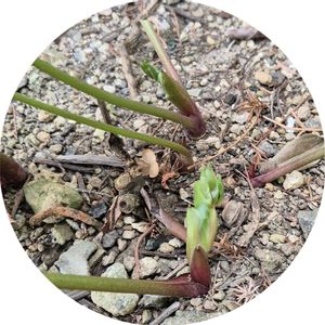 クリスマスローズ,クリスマスローズ,地植え,白い花,実家からの株分けの画像