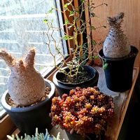 セダム,セダム,ソフォラ　リトルベイビー,アボニア・クイナリア,ソフォラリトルベビーの画像