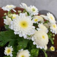 マトリカリア,庭の画像