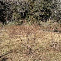 ブルーベリー,楽しみ〜,ブルーベリー栽培,スマホで撮影,２０２０年５月同期の画像