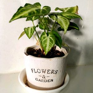 シンゴニウム,観葉植物,ダイソー,キッチンの画像