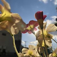 オキザリス,オキザリス・オブツーサ・ピジョンブラッド,オキザリス・オブツーサ・ペールタンジェリン,秋植え球根,ケープバルブの画像