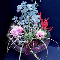 プラチーナ,葉牡丹,ビオラ,バロータ,熱帯スイレンの画像