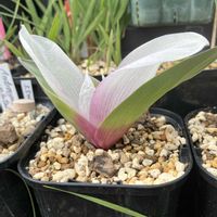 コルチカム,アンドロシンビウム,コルチカム・カペンセ 亜種.キリオラツム,アンドロシンビウム・カペンセ・キリオラツム,秋植え球根の画像