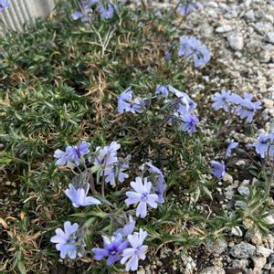 芝桜,芝桜 オーキントン ブルーアイ,観察,グリーン,成長記録の画像