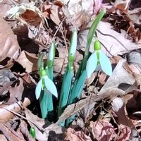 スノードロップ,花のある暮らし,可愛いお花,お花に癒されて,森に囲まれた庭の画像