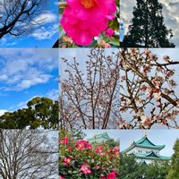 ウメ,サザンカ,サザンカ,ハボタン,マツの画像