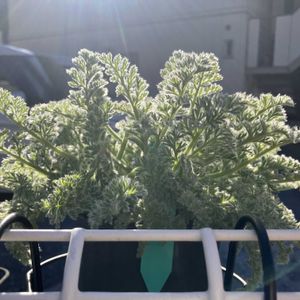 ペラルゴニウム,ペラルゴニウム・アッペンディクラツム,秋植え球根,山野草,原種の画像