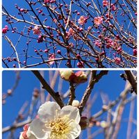 オオイヌノフグリ,ヒメリュウキンカ,ビワの花,ビワの花,紅梅の画像