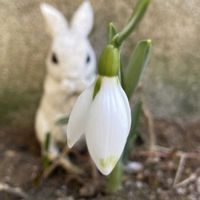 スイセン,スノードロップ,スノードロップ,ロウバイ,オキザリス・バーシカラーの画像