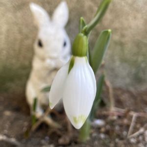 スイセン,スノードロップ,スノードロップ,ロウバイ,オキザリス・バーシカラーの画像