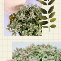 虹の玉,姫秀麗,多肉植物,多肉のある暮らしの画像