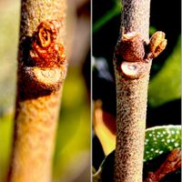 マルバグミ,常緑低木,海辺,植栽,食用可の画像