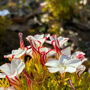 スイセン,オキザリス・バーシカラー,ピンク,実家の庭,ピンクの花の画像