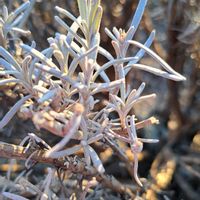 ラベンダーの画像