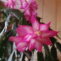 シャコバサボテン,花のある暮らし,植物のある暮らし,シャコバサボテンの花の画像