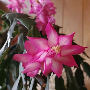 シャコバサボテン,花のある暮らし,植物のある暮らし,シャコバサボテンの花の画像