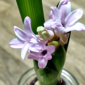 ヒヤシンス,花のある暮らし,小さな幸せ,優しい時間,キッチンの画像