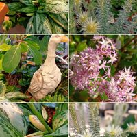 金のなる木,セルリア ブラッシングブライド,フィリカ プベッセンス ワフトフェザー,⭐️ＨＣにて,GSのみなさんに感謝♡の画像