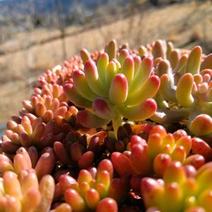 多肉植物,多肉寄せ植え,多肉植物のある暮らし,多肉を楽しむ,多肉と遊ぶの画像