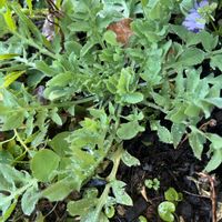 シャリンバイ,ポピー パンドラ,狭い庭,２０２０年５月同期,千葉県北西部の画像