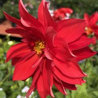 ダリア,HC,沖縄に咲く花,道の駅いとまん,お出かけ先の画像