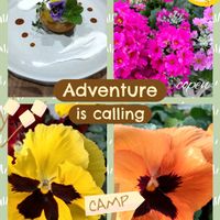 サクラソウ,小さな幸せ♡,日曜ビタミンカラー♪,こぺんちゃん通信,こぺん気まぐれ便の画像