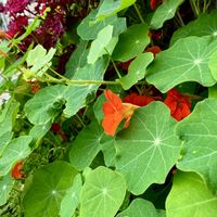 ナスタチウム,キンレンカの画像