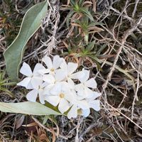 シバザクラの画像