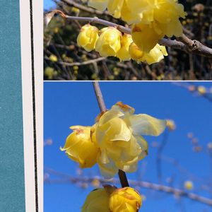 ロウバイ,蝋梅,地植え,黄色い花の画像