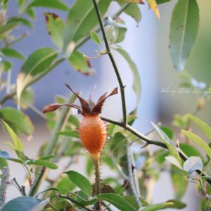 ナニワノイバラ,HTC,信楽狸倶楽部,GSミニモニ。,バラと夢CLUBの画像