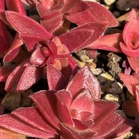 葉牡丹,ひまつり,秋麗,赫麗(かくれい),女雛錦の画像