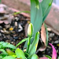 スノードロップ,花のある暮らし,スプリングエフェメラル,GSに感謝。,花は癒やし♡の画像