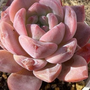 琥珀,多肉植物,紅葉する多肉,エケベリア属,ぷくぷく多肉の画像