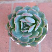 ウォーターリリー,エケベリア属 ウォーターリリー,多肉植物,鉢植え,エケベリア属の画像