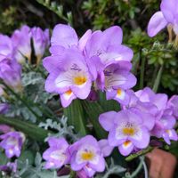 フリージアの画像