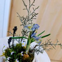 ヒヤシンス,ブルーアイス,ムスカリ,ムスカリ,ヒナソウの画像