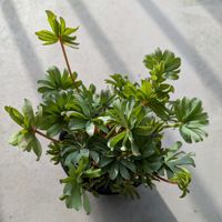 アフリカ亀甲竜,アロエ ドラキュラ,ペラルゴニウム カルノーサム,オキザリス・フラバピンクの画像