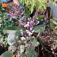 ハーデンベルギア,ハーデンベルギア (ライトピンク)の画像