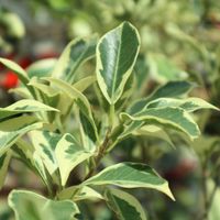 モンステラ,ベンジャミン,フィロデンドロン,観葉植物,寒さに負けないの画像