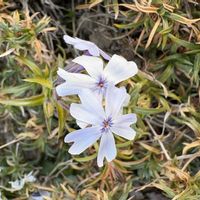 シバザクラの画像