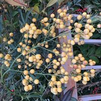 ナンテンの画像