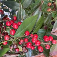 ナンテンの画像